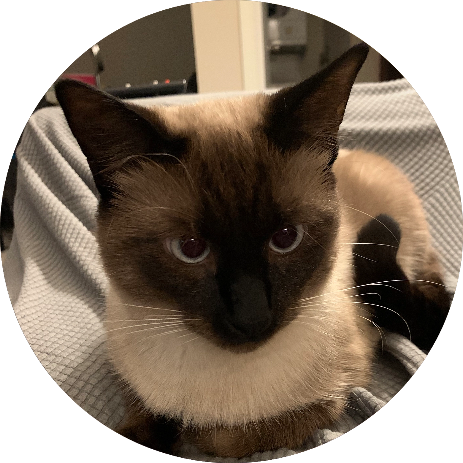  Apollo Tobias "Gooby" Haoui