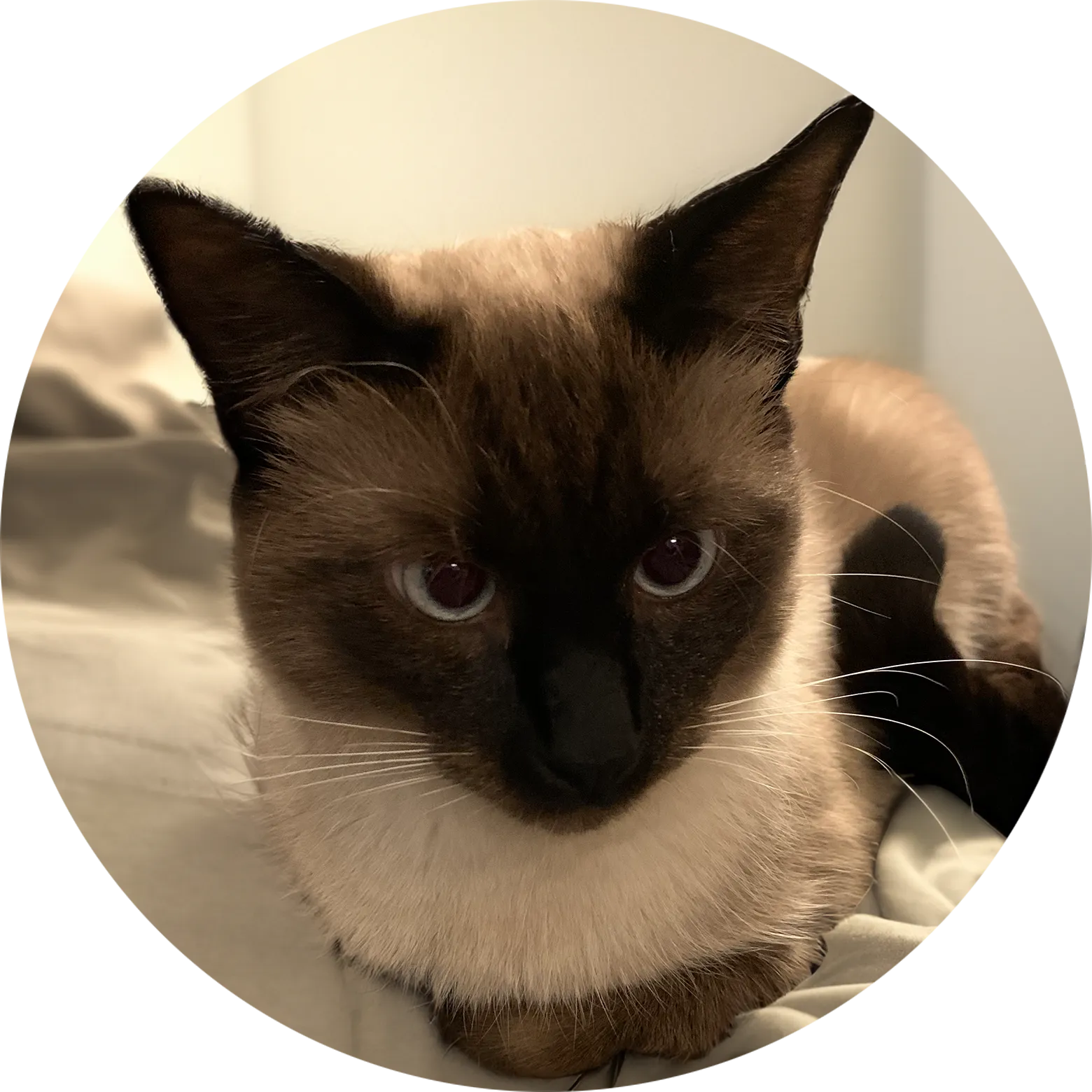  Apollo Tobias "Gooby" Haoui